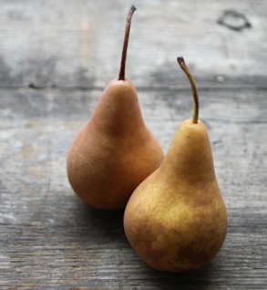 Bosc Pears