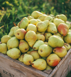 Bartlett Pears