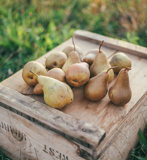 Bosc Pears
