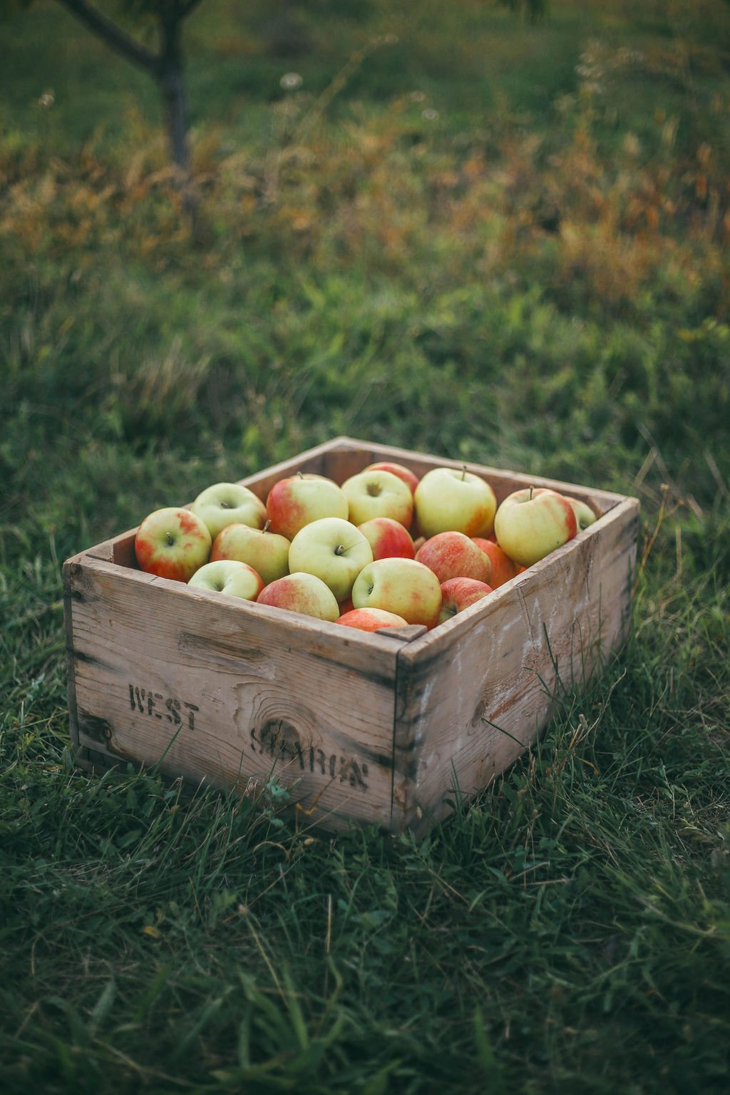 Apples