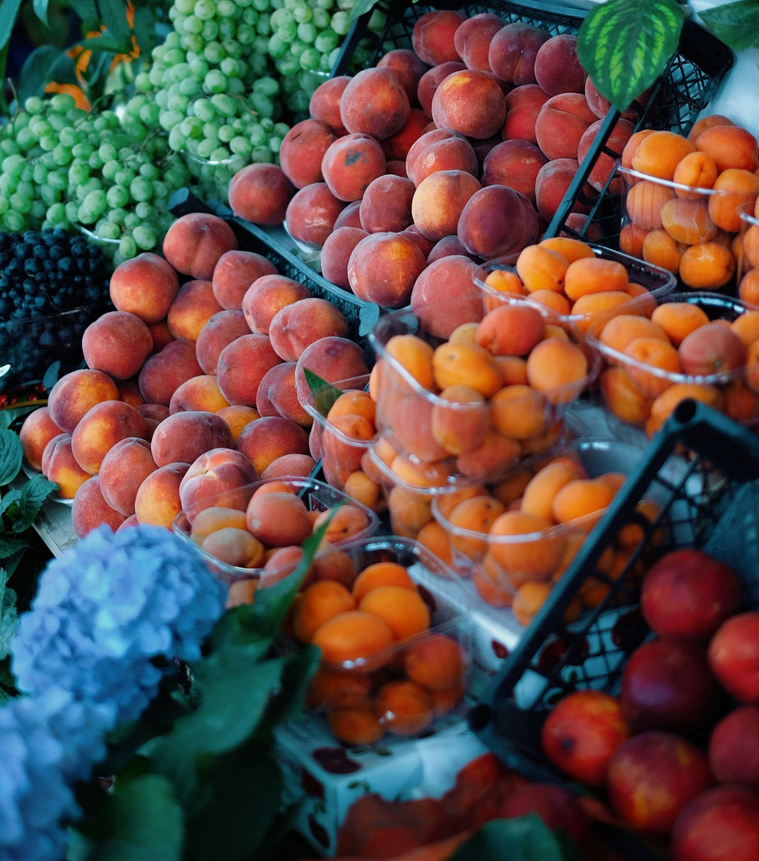 Fruit