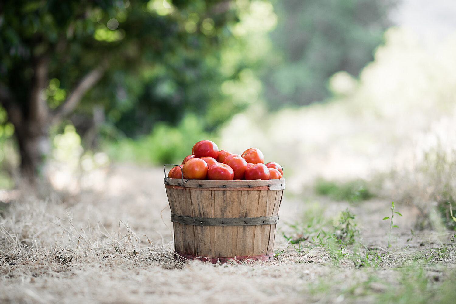 Tomatoes