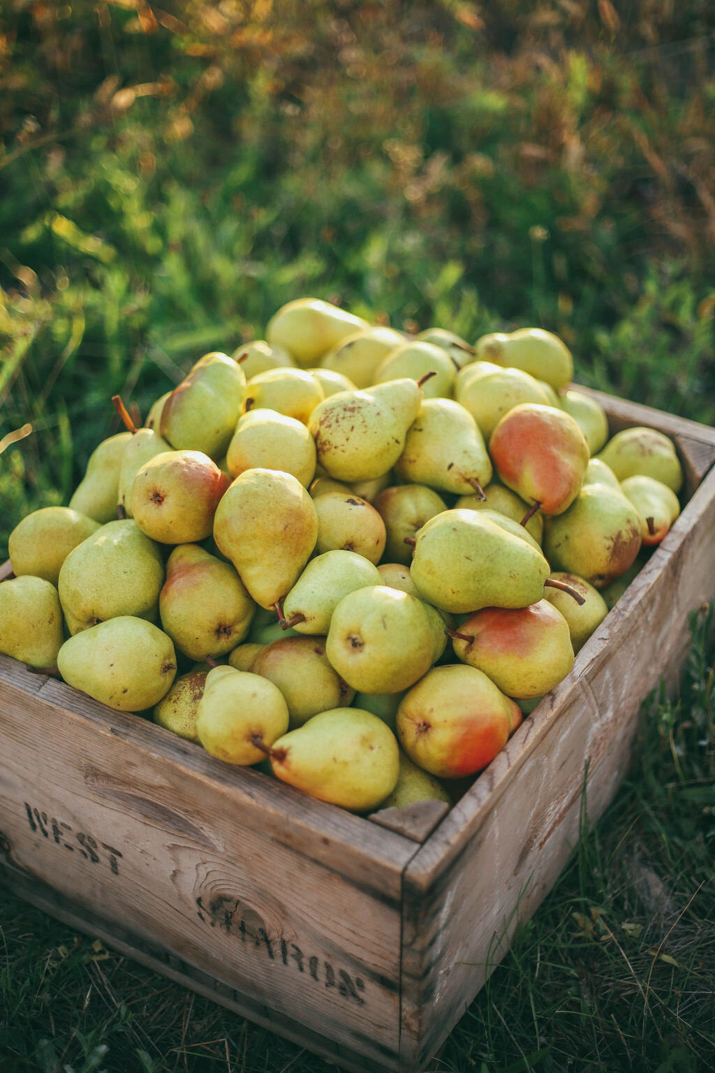 Pears