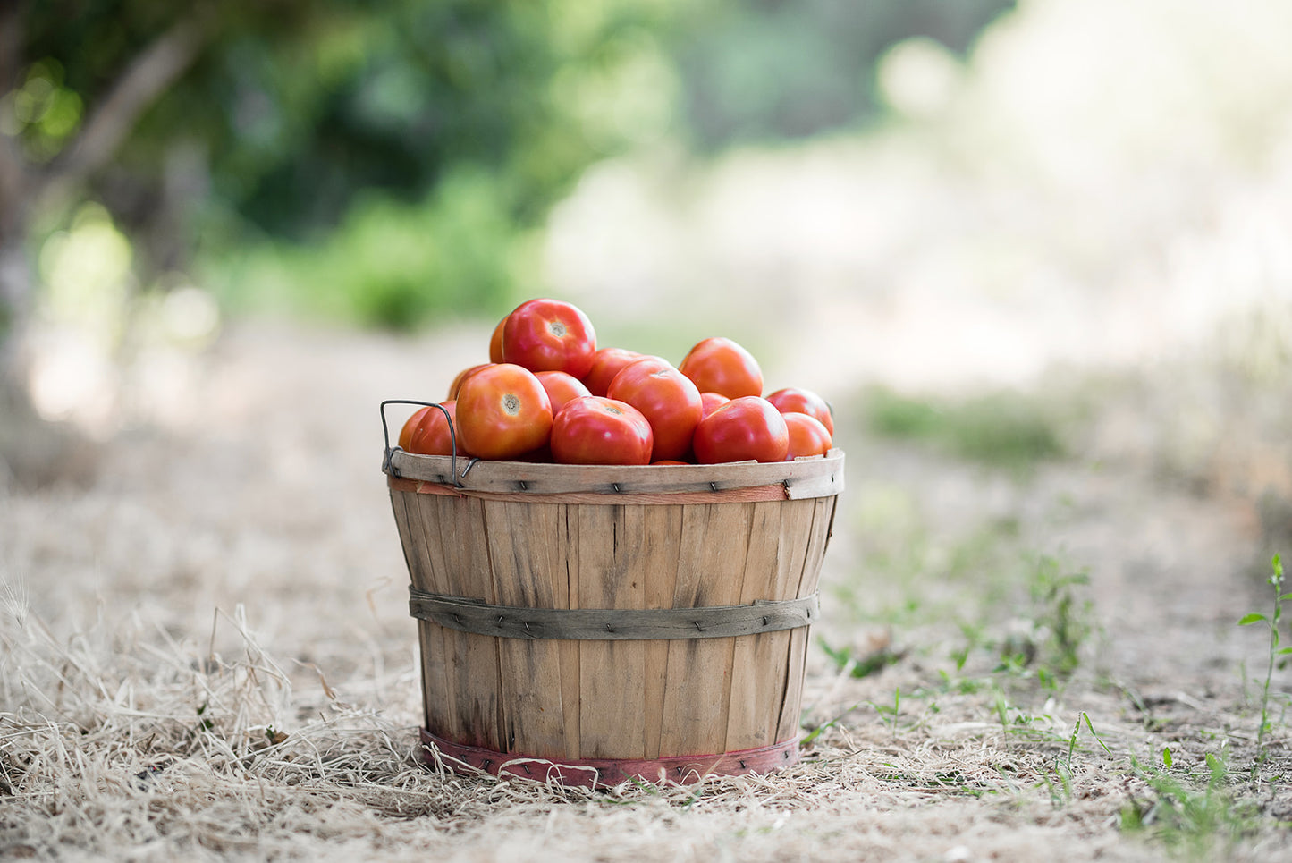 Tomatoes