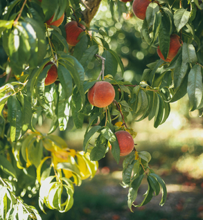 Angelus Peaches