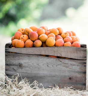 Apricots