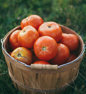 Garden Tomatoes