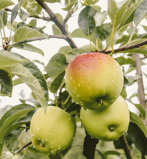Gingergold Apples