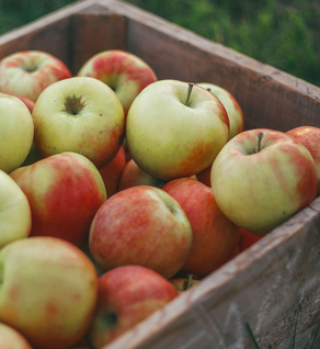 Jonathan Apples