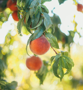 O'Henry Peach