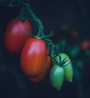 Roma Tomatoes