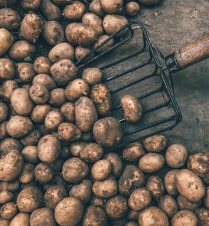 Russet Potatoes