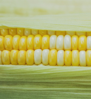 Sweet Corn