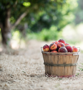 Sweet Dream Vernal Peaches