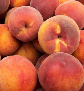 D. Princess Suncrest