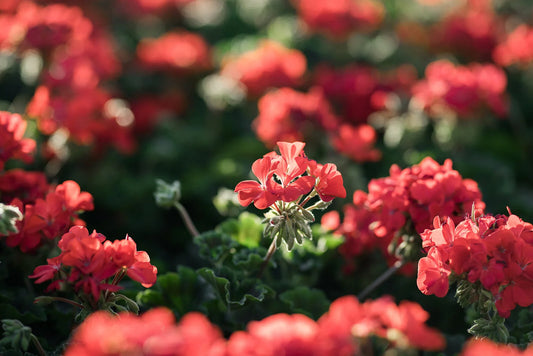 Hanging Flower Basket